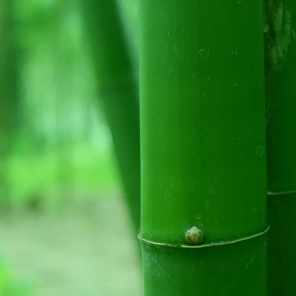 Экологически чистые материалы - бамбук