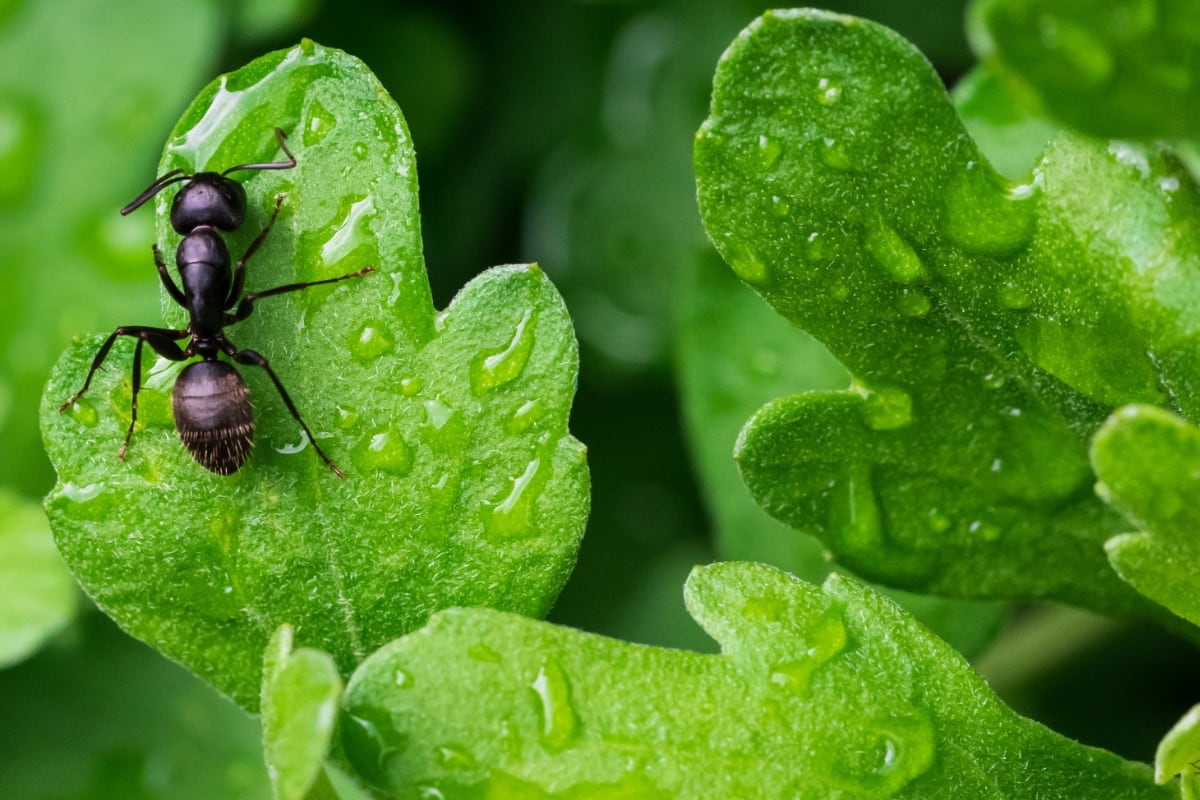 How to Get Rid of Insects Outdoors - Ants