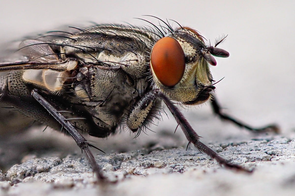 How to Get Rid of Insects Outdoors - Flies