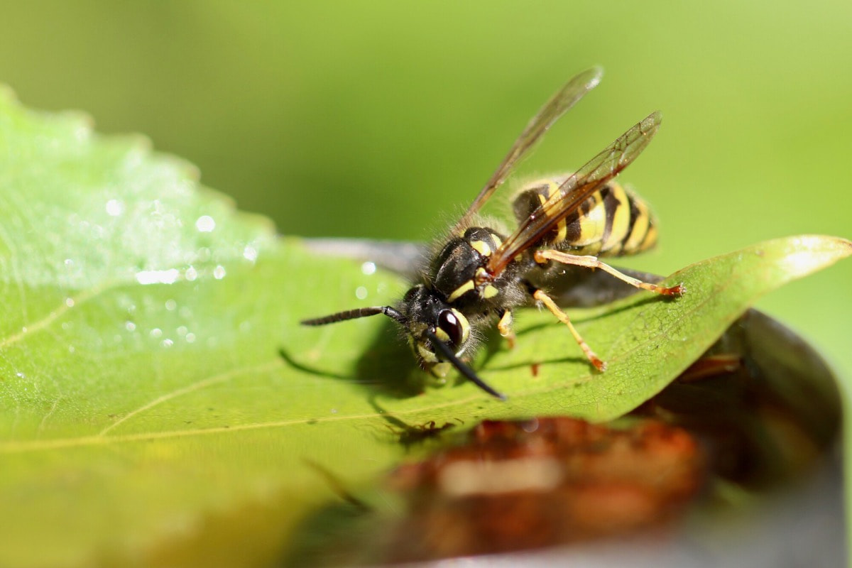 How to Get Rid of Insects Outdoors - Wasps
