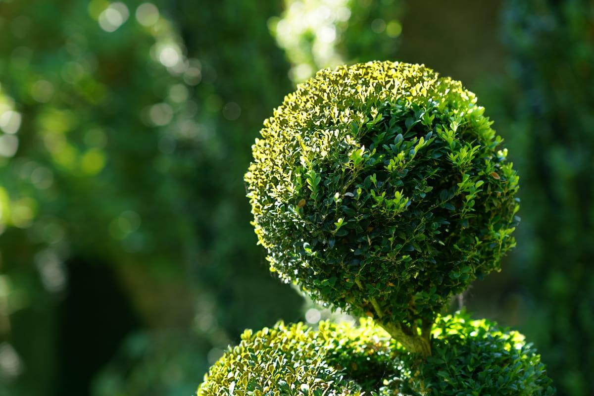 Garden Design Tips - Greenery - Shrubs