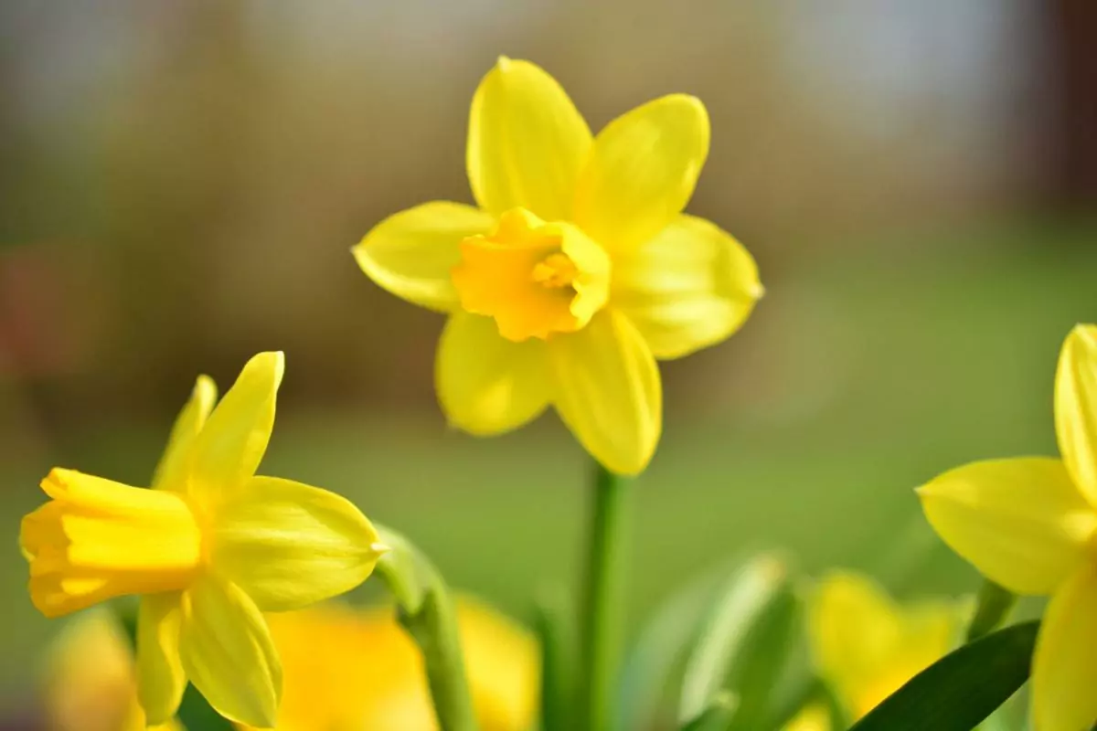 Garden Design Tips - Seasonal Color Schemes