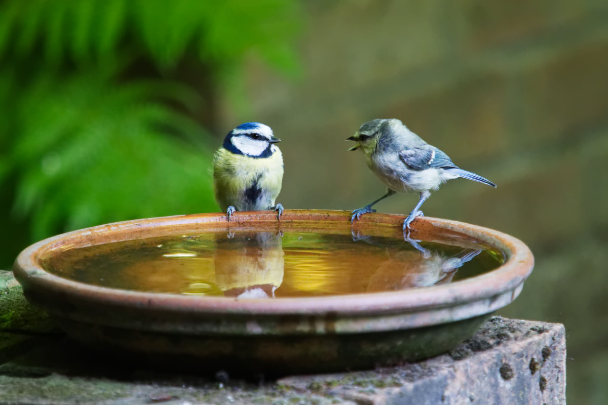 Bahçe Tasarım İpuçları - Yaban Hayatı Dostu - Kuş Banyoları