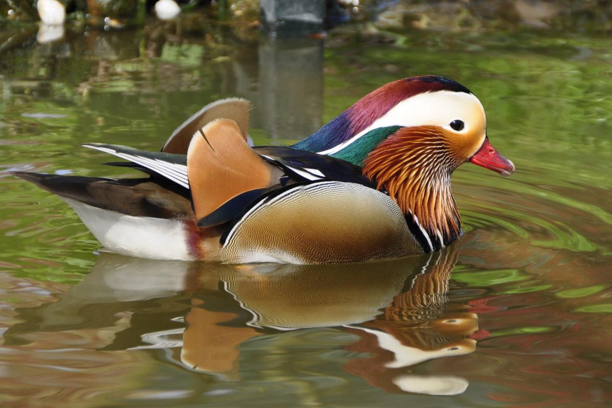 Feng Shui Outdoor Spaces - Items - Mandarin Ducks