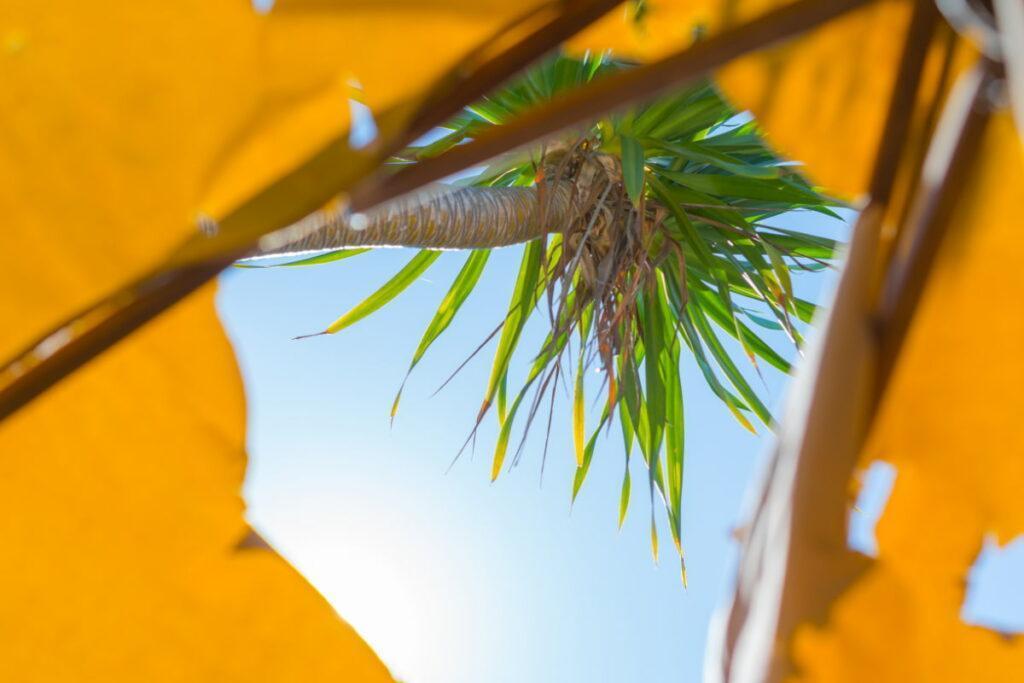 Signs you need to replace your patio umbrella canopy Now