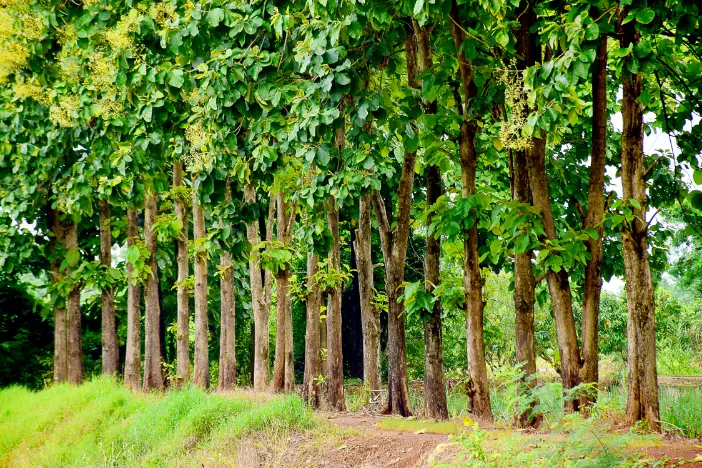 Grove of teak trees in responsibly harvested forest