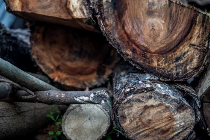 Cross-sections of shorea wood (a.k.a. mernti) stumps with bark