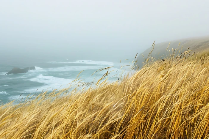 Golden veldt grass blowing in the wind on a foggy day along a coastline