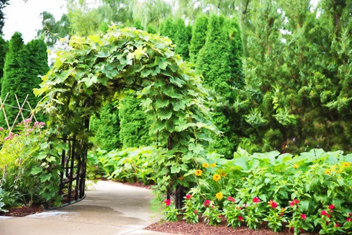 Rounded arch arbor covered in vines over a concrete path leading into a lush green garden