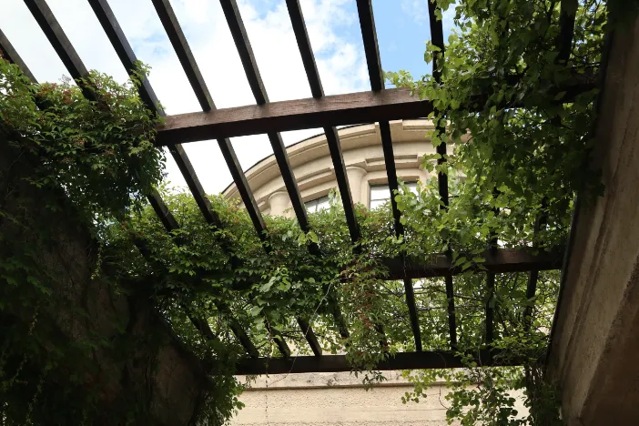 Underside view of a pergola with thin wooden slats covered by green vines on a sunny day