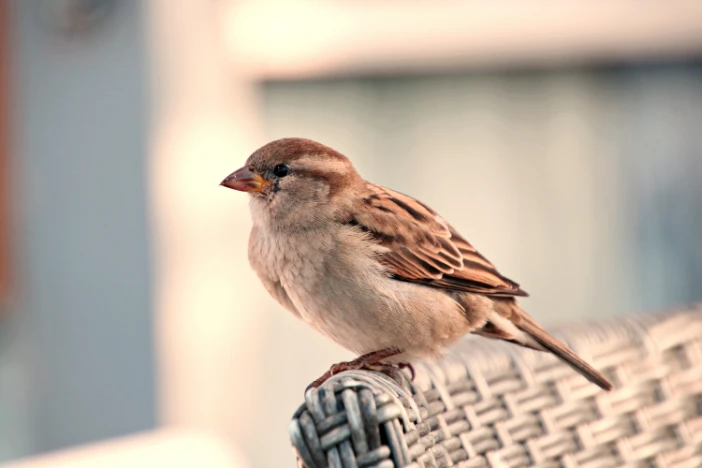 Small brown and cream colored bird perched on the top of a light grey wicker chair