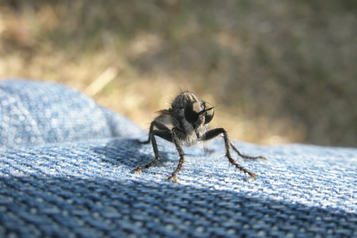 Small black insect sitting on a blue fabric outdoor cushion