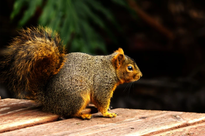 Reddish brown squirrel on a backyard hardwood deck